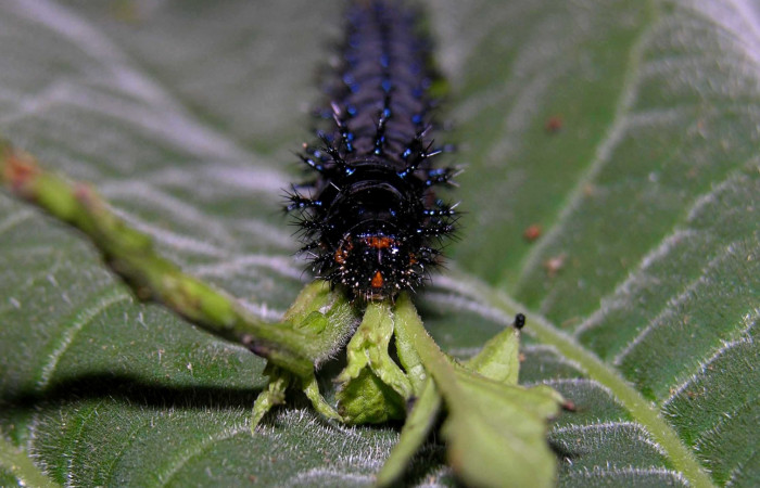 Figura 1. Larva <i>Junonia genoveva</i></i> (Nymphalidae), Ultimo estadio posición lateral, planta hospedera <i>Stachytarpheta jamaicensis</i></i> (Verbenaceae). Mide 45 mm aproximadamente. Voucher: 05-SRNP-31185-DHJ404005.jpg.