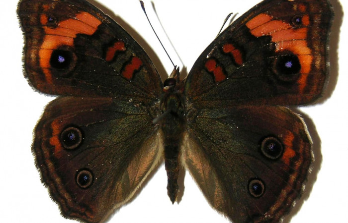 Figura 10. Adulto <i>Junonia genoveva</i></i> (Nymphalidae), macho posición dorsal, color café oscuro. Mide 46 mm aproximadamente. Voucher: 05-SRNP-58241-DHJ309384.