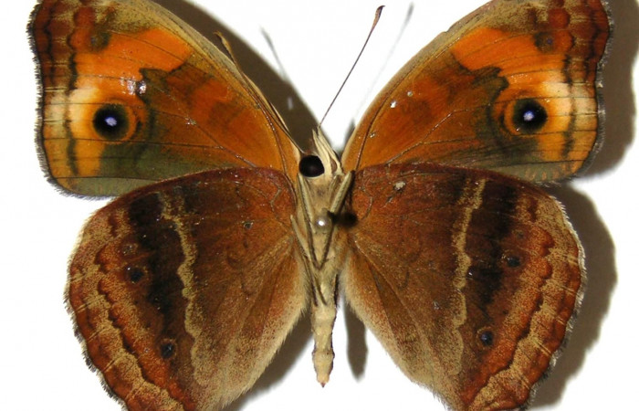 Figura 11. Adulto <i>Junonia genoveva</i></i> (Nymphalidae), macho posición ventral, color café claro con manchas color anaranjado em las alas anteriores, Mide 46 mm aproximadamente. Voucher: 05-SRNP-58241-DHJ309385.