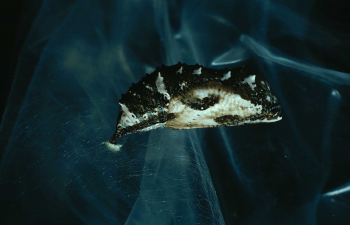 Figura 6. Pupa <i>Junonia genoveva</i></i> (Nymphalidae), posición lateral, color negro con manchas cremas. Mide 20 mm aproximadamente. Voucher: 83-SRNP-993-DHJ5847.