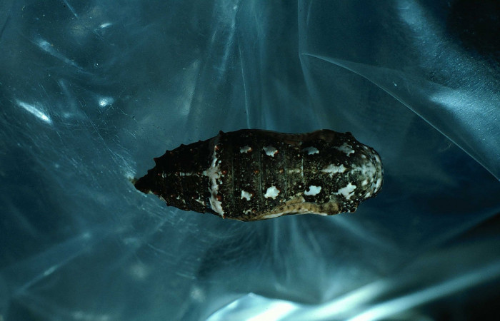 Figura 7. Pupa <i>Junonia genoveva</i></i> (Nymphalidae), posición dorsal, color negro con manchas crema. Mide 20 mm aproximadamente. Voucher: 83-SRNP-993-DHJ5849.