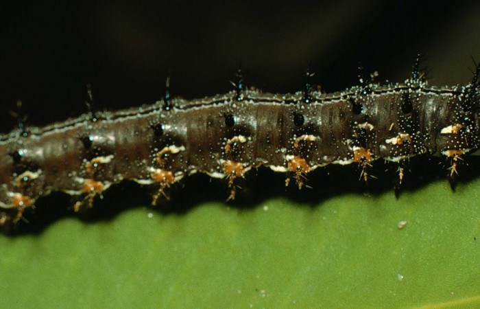 Figura 5. Larva <i>Junonia genoveva</i></i> (Nymphalidae), último estadio posición lateral, planta hospedera <i>Stachytarpheta jamaicensis</i></i> (Verbenaceae). Mide 35 mm aproximadamente. Voucher: 95-SRNP-6024-DHJ23837.