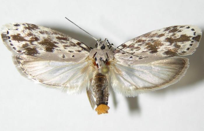 Figura 15.Posición dorsal del Adulto de <i>Ethmia lichyi</i></i>, familia (Depressariidae) Voucher 03-SRNP-29318-DHJ338876.
Figura 15.