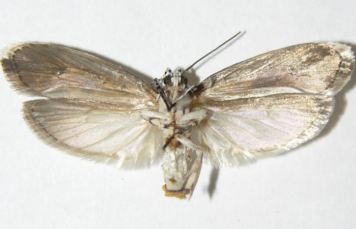 Figura 16.Posición ventral del Adulto de <i>Ethmia lichyi</i></i>, familia (Depressariidae) 03-SRNP-29318-DHJ338877.