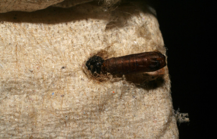 Figura 13.Pupa de la larva <i>Ethmia mnesicosma</i></i>, familia (Depressariidae) Voucher 06-SRNP-16406-DHJ433915.
Aquí podemos conocer otra especies pero con el mismo genero su nombre es <i>Ethmia
mnesicosma</i></i> con el Voucher 06-SRNP-16406-DHJ433915.
Mostrando la pupa de este genero por motivo de que no tenemos registro de pupas, pero
prácticamente es la misma larva solo que con diferente genero,
Observando la Fig,13 tenemos la larva <i>Ethmia mnesicosma</i></i> su color negro con manchas
amarillas es muy diferente a <i>Ethmia lichyi</i></i>
Figura 13.