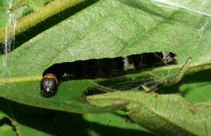 Figura 7.Posición de la cabeza, la larva <i>Ethmia lichyi</i></i>, familia (Depressariidae) Voucher 06-SRNP-30522-DHJ412247.
Figura 7.Posición lateral de la larva <i>Ethmia lichyi</i></i>, familia (Depressariidae). Voucher 06-SRNP-5343-DHJ415661.