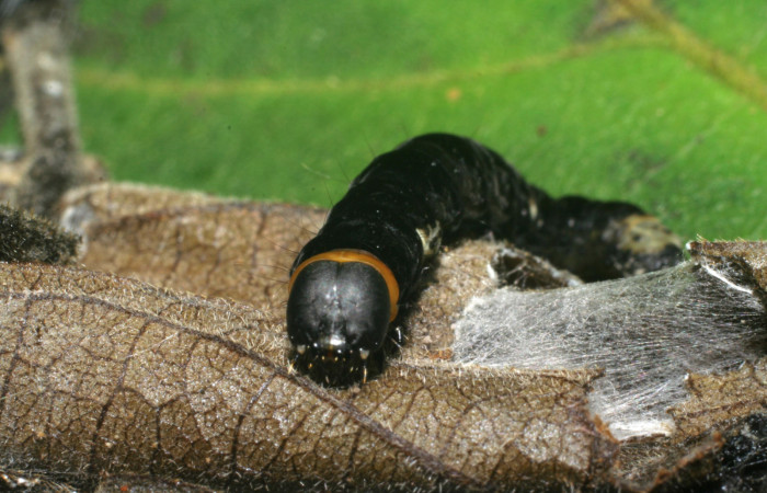 Figura 6. Larva <i>Ethmia lichyi</i></i> familia (Depressaridae) Mostrando su cabeza, en la
Posición frontal y cuello amarillo, en el ciclo de vida de las Larvas tiene muchos
cambios de estadios algunas se les nota por su acamvio de color Algotras por su
cambio de estadios por ejemplo medidas de tamaño por eso esta larva se camufla de
los depredadores metiendoce dentro de su casita fabricada por una seda de color
blanco que producen ellas mismas, esto lo hacen para escapar de los depredadores
asta eclocionar el adulto.
En Fig.6 le Observamos sus colores Cabeza negra, cuello amarilo igual tiene un punto
de color blanco en la parte lateral izquierdo, también tiene un anillo de color blando en
la parte trasera, igual en la colita tiene una mancha de color blanco.
Figura 5.Posición de la cabeza mostrando la parte de la casita donde se camufla la larva <i>Ethmia lichyi</i></i>, familia
(Depressariidae). Voucher 06-SRNP-30525-DHJ412249.