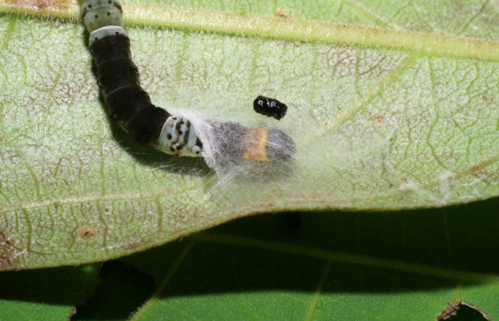 Figura 1.Posición dorsal mostrando la cabeza de la larva <i>Ethmia lichyi</i></i>, familia (Depressariidae). Voucher 06-SRNP-30525-DHJ412254.