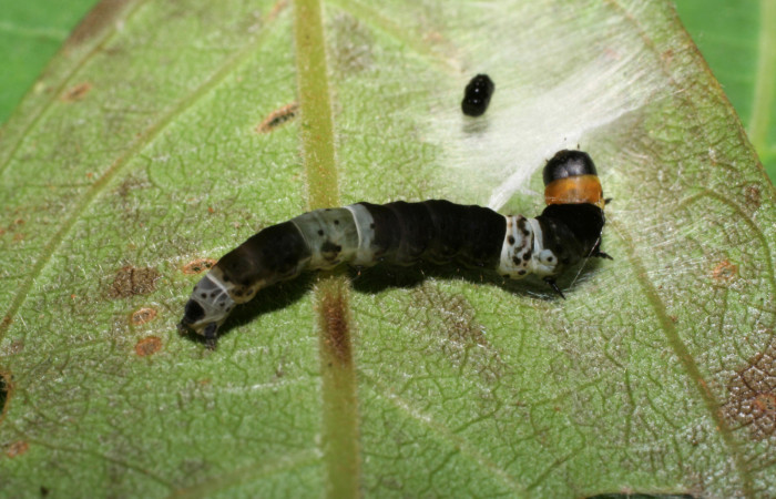 Figura 2.Posición dorsal mostrando la parte tracera de la larva <i>Ethmia lichyi</i></i>, familia (Depressariidae). Voucher 06-SRNP-30525-DHJ412256.