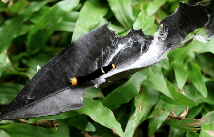 Figura 8.Posición lateral de la larva <i>Ethmia lichyi</i></i>, familia (Depressariidae). Voucher 06-SRNP-5343-DHJ415661.