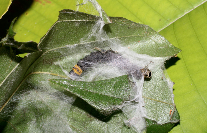 Figura 3.Posición dorsal mostrando la parte tracera de la larva <i>Ethmia lichyi</i></i>, familia (Depressariidae) Voucher 06-SRNP-30525-DHJ412256.
Figura 3.Posición ventral mostrando la parte de la casita donde se camufla la larva <i>Ethmia lichyi</i></i>, familia (Depressariidae). Voucher 08-SRNP-71629-
DHJ444423.