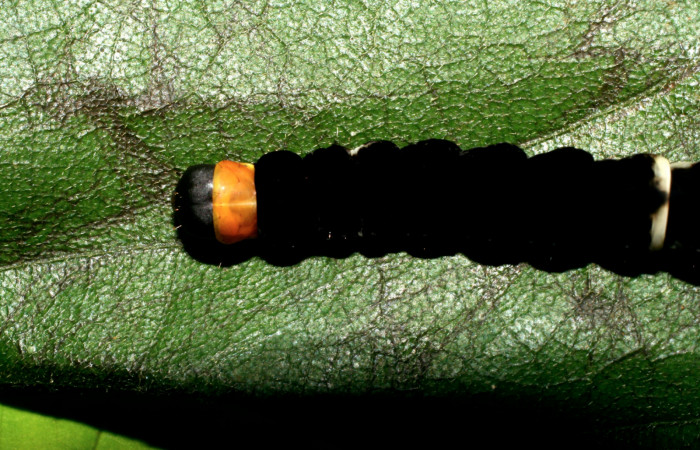 Figura 10.Posición de la cabeza, la larva <i>Ethmia lichyi</i></i>,familia (Depressariidae) Voucher 08-SRNP-71629-DHJ444430
las larvas tiene muchos Obstáculos para poder llegar a ser