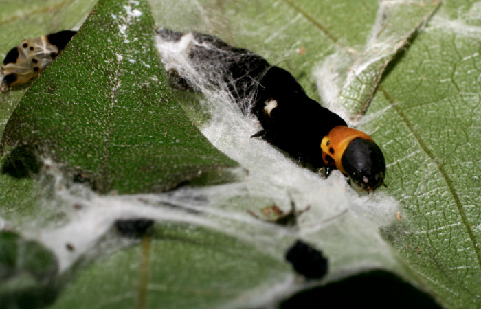 Figura 4.Posición de la cabeza mostrando la parte de la casita donde se camufla la larva <i>Ethmia lichyi</i></i>, familia (Depressariidae) Voucher 08-SRNP-71629-
DHJ444433.
Figura 4.Posición de la tracera mostrando la parte de la casita donde se camufla la larva <i>Ethmia lichyi</i></i>, familia (Depressariidae). Voucher 08-
SRNP-71629-DHJ444437.