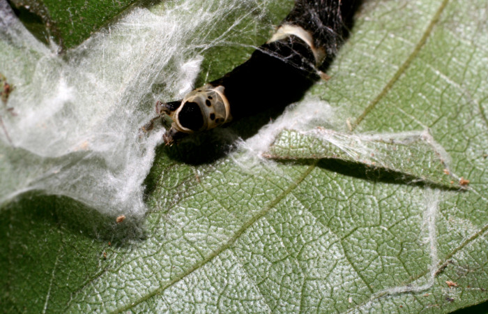 , Figura 5.Posición de la cabeza mostrando la parte de la casita donde se camufla la larva <i>Ethmia lichyi</i></i>, familia (Depressariidae) Voucher 08-SRNP-71629-
DHJ444433.
Figura 4.Posición de la tracera mostrando la parte de la casita donde se camufla la larva <i>Ethmia lichyi</i></i>, familia (Depressariidae). Voucher 08-
SRNP-71629-DHJ444437.