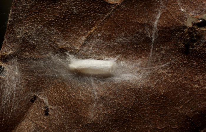 Figura 11.Posición de la cabeza, la larva <i>Ethmia lichyi</i></i>,familia (Depressariidae) Voucher 11-SRNP-71578-DHJ802288.
Figura