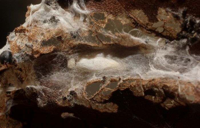 Figura 12.Posición de la cabeza, la larva <i>Ethmia lichyi</i></i>, familia (Depressariidae) Voucher 11-SRNP-71642-DHJ802293.