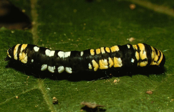 Figura 14.Posicio lateral de la larva <i>Ethmia mnesicosma</i></i>, familia (Depressariidae) Voucher 98-SRNP-9666-DHJ46904.