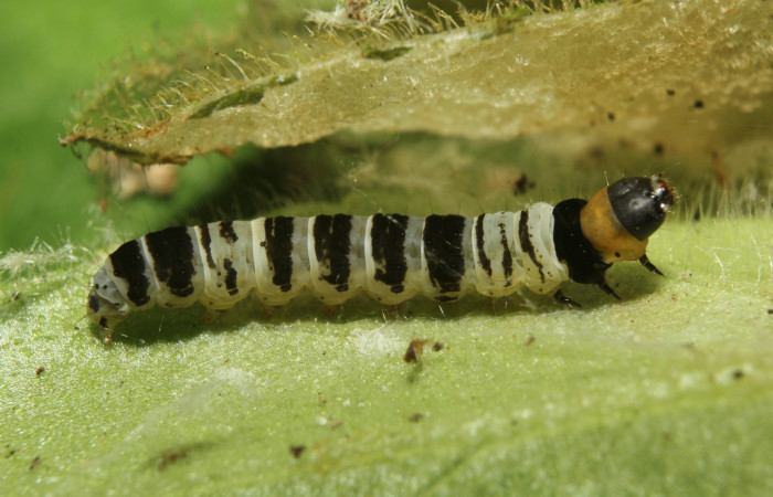 Larva  en posición lateral de <i>Ethmia lesliesaulae</i></i> (Depressariidae), PU estadio. Sector Pitilla, Estación Biológica Quica. Voucher 18-SRNP-71397-DHJ742751.jpg.