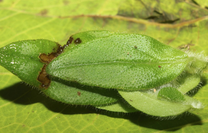 Pupa en su hábitat de <i>Ethmia lesliesaulae</i></i> (Depressariidae). Sector Pitilla, Estación Biológica Quica. Voucher 18-SRNP-71398-DHJ742806.jpg.
