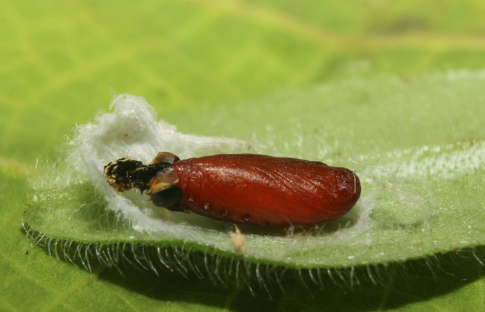Pupa en posición lateral de <i>Ethmia lesliesaulae</i></i> (Depressariidae). Sector Pitilla, Estación Biológica Quica. Voucher 18-SRNP-71398-DHJ742808.jpg.