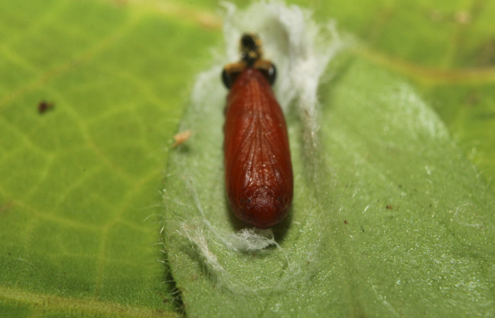 Pupa vista dorsal desde el frentel de <i>Ethmia lesliesaulae</i></i> (Depressariidae). Sector Pitilla, Estación Biológica Quica. Voucher 18-SRNP-71398-DHJ742809.jpg.