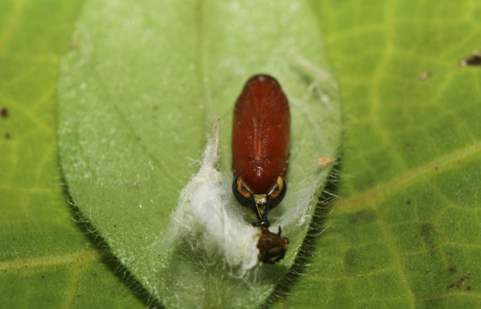 Pupa vista dorsal trasero de <i>Ethmia lesliesaulae</i></i> (Depressariidae). Sector Pitilla, Estación Biológica Quica. Voucher 18-SRNP-71398-DHJ742810.jpg.