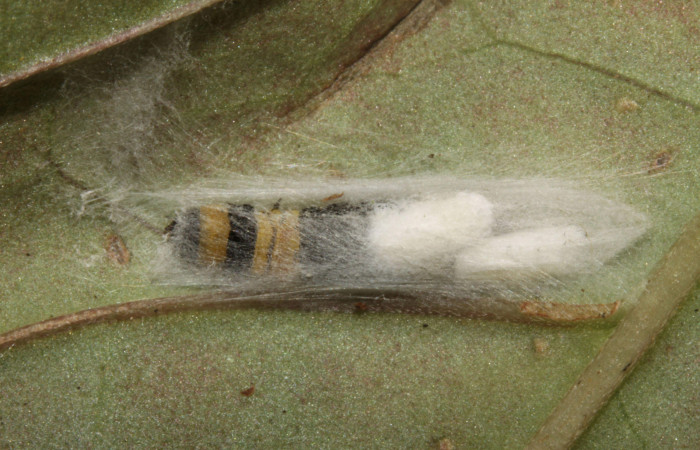 Capullos de braconidae <i>Glyptapanteles</i></i> Whitfield66 en <i>Ethmia lesliesaulae</i></i> en PPU(Depressariidae). Sector Pitilla, Pasmompa. Voucher 12-SRNP-31514-DHJ700031.