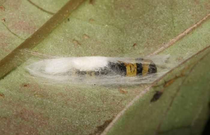 Capullos de braconidae <i>Glyptapanteles</i></i> Whitfield66 en <i>Ethmia lesliesaulae</i></i> en PPU((Depressariidae). Sector Pitilla, Pasmompa. Voucher 12-SRNP-31514-DHJ700033.