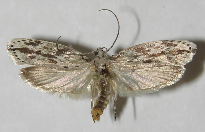 Adulto  en posición dorsal de <i>Ethmia lesliesaulae</i></i> (Depressariidae). Sector San Cristóbal, Tajo Angeles. Voucher 11-SRNP-1974-DHJ549614.