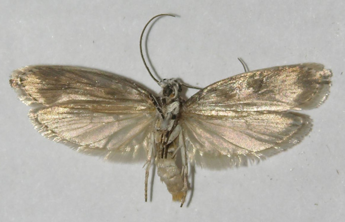 Adulto  en posición Ventral de <i>Ethmia lesliesaulae</i></i> (Depressariidae). Sector San Cristóbal, Tajo Angeles. Voucher 11-SRNP-1974-DHJ549615.