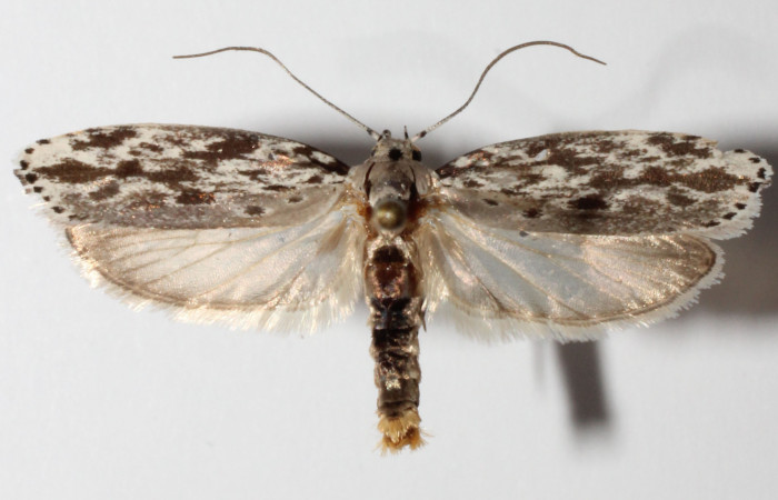 Adulto  en posición dorsal de <i>Ethmia lesliesaulae</i></i> (Depressariidae). Sector San Cristóbal, Tajo Angeles. Voucher 14-SRNP-31072-DHJ902676.