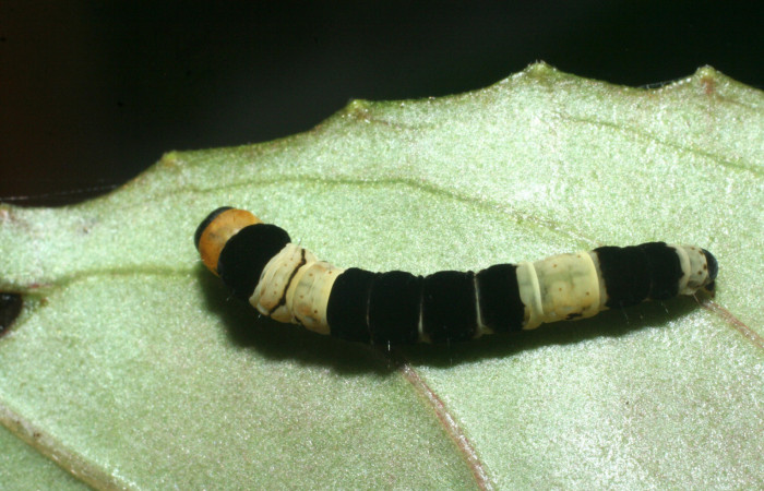 Larva en posición dorsal de <i>Ethmia lesliesaulae</i></i> (Depressariidae), U estadio. Sector Pitilla, Medrano. Voucher 09-SRNP-71951-DHJ465336.jpg.