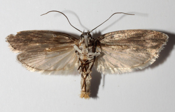 Adulto  en posición ventral de <i>Ethmia lesliesaulae</i></i> (Depressariidae). Sector San Cristóbal, Tajo Angeles. Voucher 14-SRNP-31072-DHJ902677.