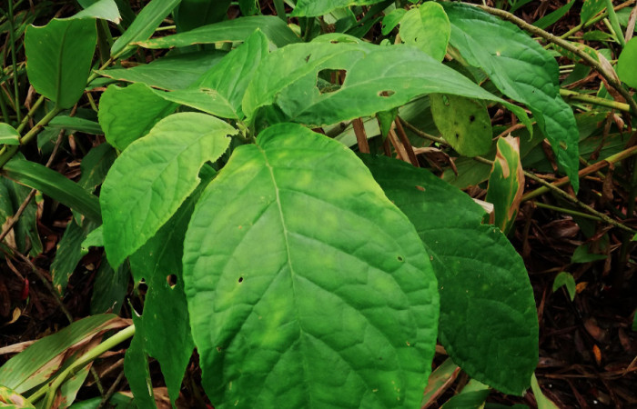 <i>Drymonia macrophylla</i></i> (Gesneriaceae), planta hospedera de <i>Ethmia lesliesaulae</i></i> (Depressariidae). Sector San Cristóbal, Estación Biológica San Gerardo. Foto, Elda Araya, 19 Junio 2019.
