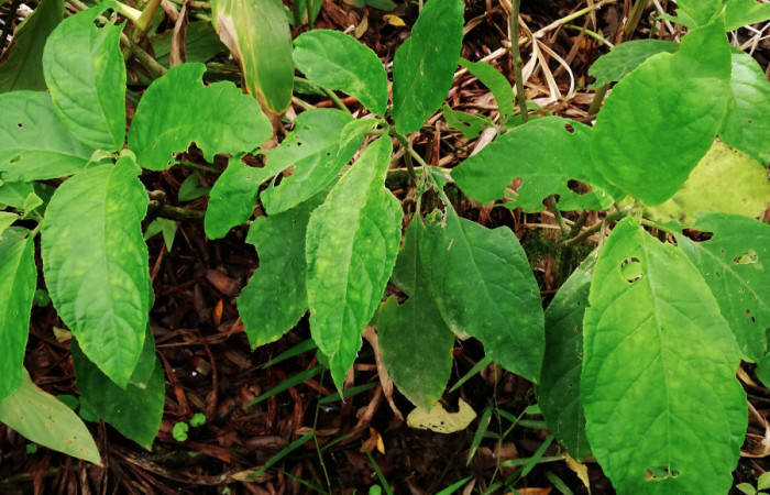 <i>Drymonia macrophylla</i></i> (Gesneriaceae), planta hospedera de <i>Ethmia lesliesaulae</i></i> (Depressariidae). Sector San Cristóbal, Estación Biológica San Gerardo. Foto, Elda Araya, 19 Junio 2019.