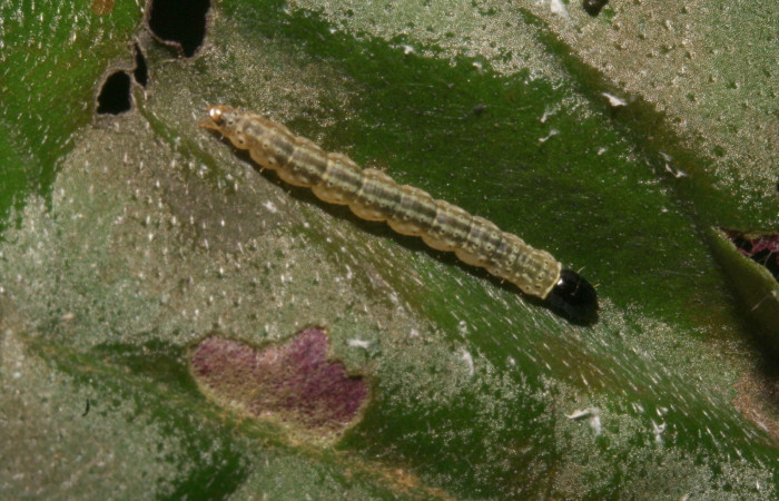 Larva en posición dorsal de <i>Ethmia lesliesaulae</i></i> (Depressariidae), PU estadio. Sector Rincon Rain Forest, Llano Conostegia. Voucher 11-SRNP-44331-DHJ488939.jpg.