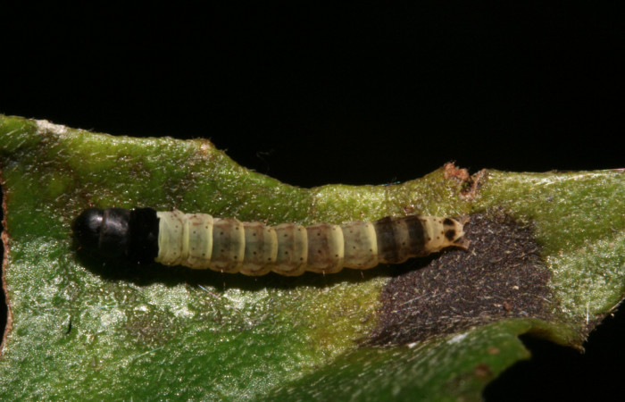 Larva en posición dorsal de <i>Ethmia lesliesaulae</i></i> (Depressariidae), PU estadio. Sector Rincon Rain Forest, Sendero Anonas. Voucher 12-SRNP-41016-DHJ489422.jpg.