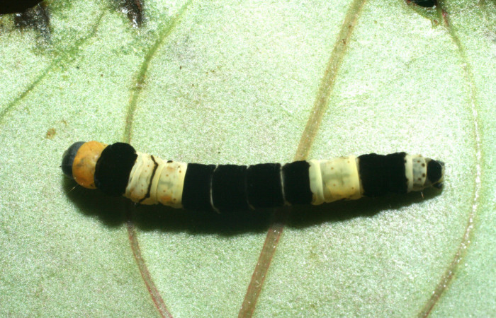 Larva en posición dorsal de <i>Ethmia lesliesaulae</i></i> (Depressariidae), U estadio. Sector Pitilla, Medrano. Voucher 09-SRNP-71951-DHJ465338.jpg.