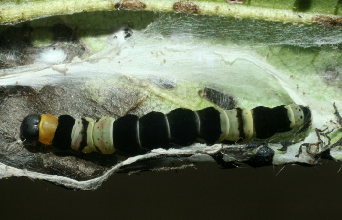 Larva en posición dorsal de <i>Ethmia</i></i> catapelticaDHJ03 (Depressariidae), U estadio. Sector Rincon Rain Forenst, Sendero Venado. Voucher 09-SRNP-41280-DHJ459540.jpg.