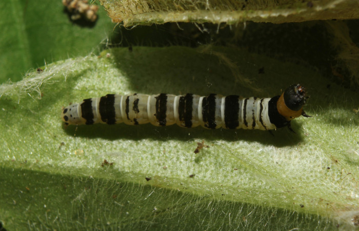 Larva en posición dorsal de <i>Ethmia lesliesaulae</i></i> (Depressariidae), PU estadio. Sector Pitilla, Estación Biológica Quica. Voucher 18-SRNP-71397-DHJ742752.jpg.