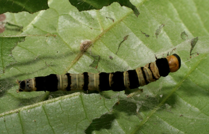 Larva en posición dorsal de <i>Ethmia turnerorum</i></i> (Depressariidae), U estadio. Sector Rincon Rain Forest, Quebrada Salazr. Voucher 06-SRNP-23316-DHJ424903.jpg.