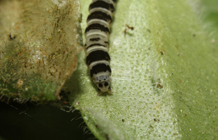 Cola o  parte posterior de <i>Ethmia lesliesaulae</i></i> (Depressariidae), PU estadio. Sector Pitilla, Estación Biológica Quica. Voucher 18-SRNP-71397-DHJ742750.jpg.