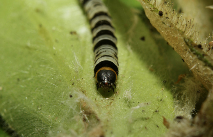 Cabeza o  cara de <i>Ethmia lesliesaulae</i></i> (Depressariidae), PU estadio. Sector Pitilla, Estación Biológica Quica. Voucher 18-SRNP-71397-DHJ742749.jpg.