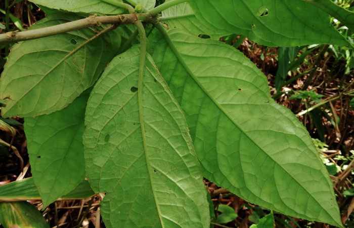 <i>Drymonia macrophylla</i></i> (Gesneriaceae), planta hospedera de <i>Ethmia lesliesaulae</i></i> (Depressariidae). Sector San Cristóbal, Estación Biológica San Gerardo. Foto, Elda Araya, 19 Junio 2019.