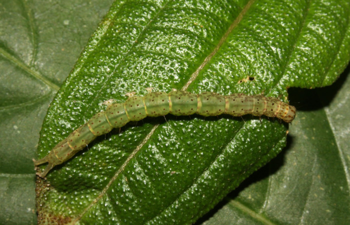 Fig .1  Larva <i> Antiblemma herilis</i></i>  en último estadio mostrando parte dorsal. Voucher: 14-SRNP-30738-DHJ720894.jpg