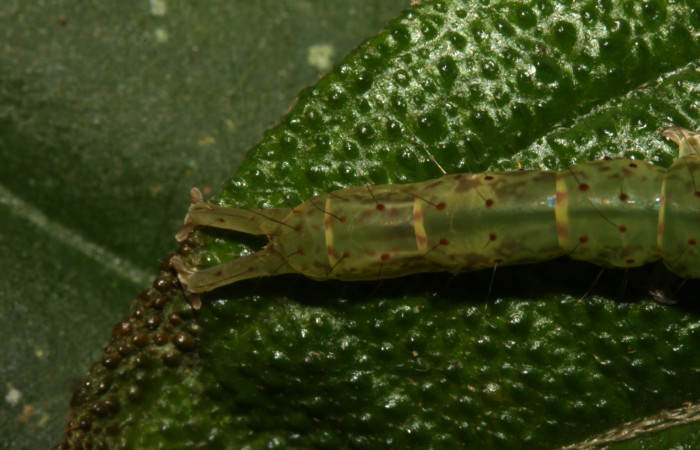 Fig.2 Larva  <i> Antiblemma herilis</i></i> en último estadío mostrando la parte propatas, caracteristica. importante de la familia Erebidae Voucher: 14-SRNP-30738-DHJ720897.jpg