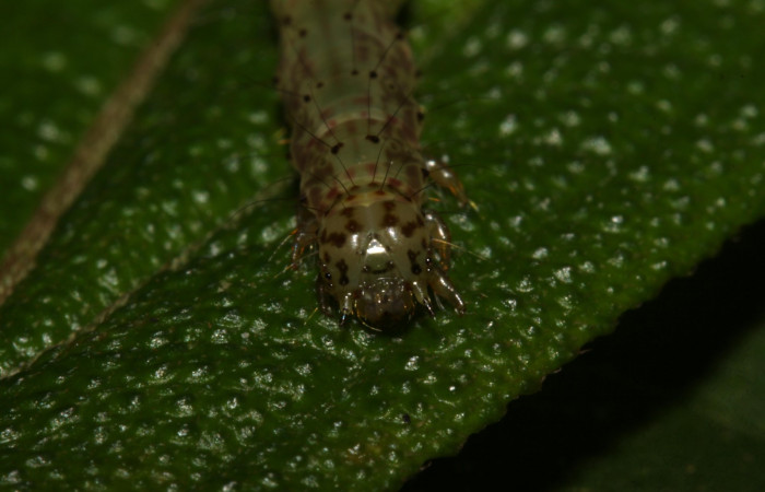 Fig .3  Larva <i> Antiblemma herilis</i></i>  en último estadio mostrando parte frontal. Voucher: 14-SRNP-30738-DHJ720901.jpg