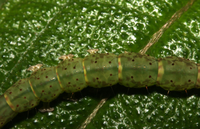 Fig .4  Larva <i> Antiblemma herilis</i></i>  en último estadio mostrando parte dorsal. Voucher: 14-SRNP-30738-DHJ720896.jpg