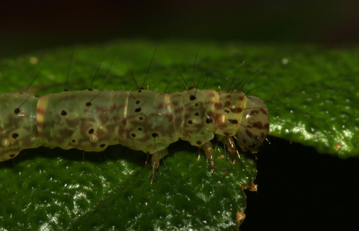 Fig. 5 Larva <i> Antiblemma herilis</i></i>  en último estadio mostrando forma de pelos del cuerpo.  Voucher:  14-SRNP-30738-DHJ720898.jpg