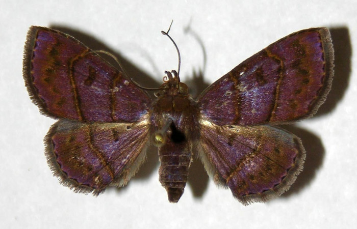 Fig.6 Adulto <i>Antiblemma herilis</i></i>  dorsal. Hembra. Voucher: 04-SRNP-55284-DHJ322114.jpg